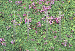 Picture of Thymus serpyllum 'Minor'