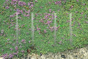 Picture of Thymus serpyllum 'Minor'