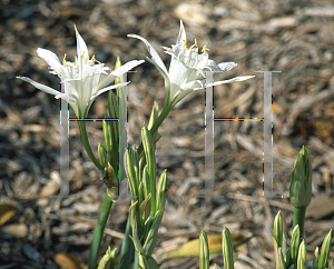 Picture of Pancratium maritimum 