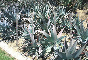 Picture of Aloe rubroviolacea 