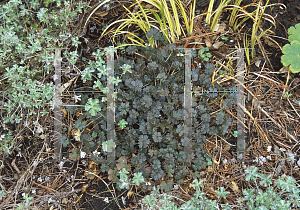 Picture of Geranium  'Harveyi'