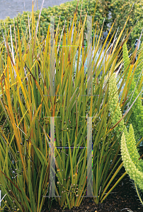 Picture of Libertia peregrinans 