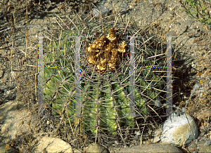Picture of Ferocactus viridescens 