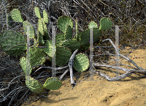 Picture of Opuntia littoralis 