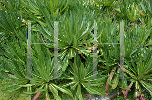 Picture of Lobelia gibberoa 