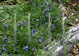 Picture of Anchusa capensis 