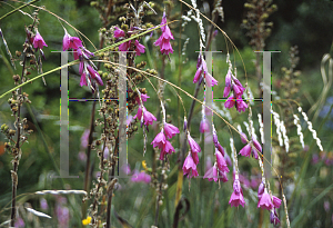 Picture of Dierama pulcherrimum 