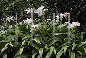 Picture of Crinum moorei 