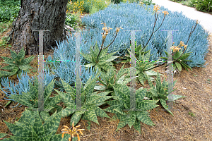 Picture of Aloe saponaria 