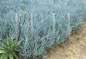 Picture of Senecio mandraliscae 