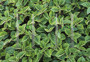 Picture of Plectranthus ciliatus 