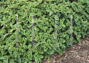 Picture of Plectranthus ciliatus 