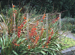 Picture of Watsonia pillansii 