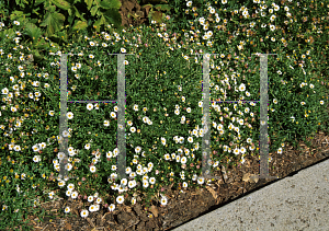 Picture of Erigeron karvinskianus 