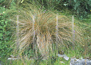 Picture of Carex flagellifera 