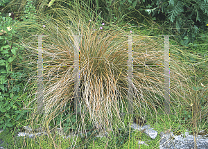Picture of Carex flagellifera 
