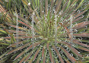 Picture of Agave filifera '~Species'
