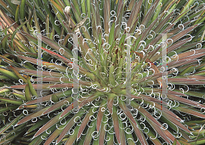 Picture of Agave filifera 