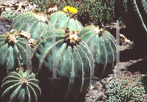 Picture of Parodia magnifica 