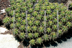 Picture of Ferocactus robustus 