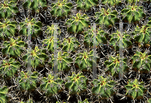 Picture of Ferocactus robustus 