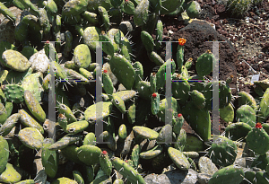 Picture of Opuntia macbridei 