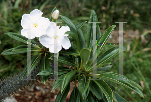 Picture of Pachypodium lamerei 