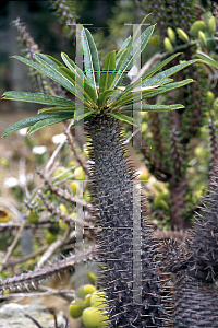 Picture of Pachypodium lamerei 