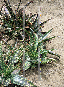 Picture of Aloe greenii 