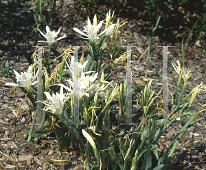 Picture of Pancratium maritimum 