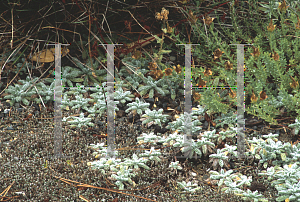 Picture of Achillea tomentosa 'Maynard's Gold'