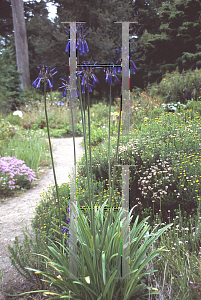 Picture of Agapanthus inapertus 