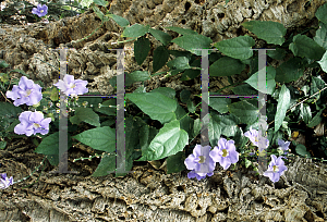 Picture of Thunbergia grandiflora 