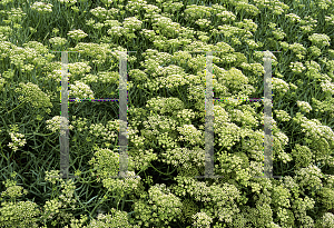 Picture of Crithmum maritimum 