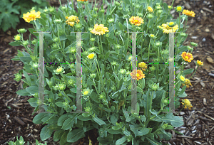 Picture of Gaillardia x grandiflora 'Apricot-Orange Sport'