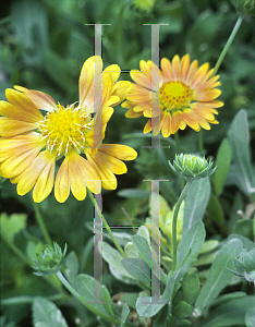 Picture of Gaillardia x grandiflora 'Apricot-Orange Sport'