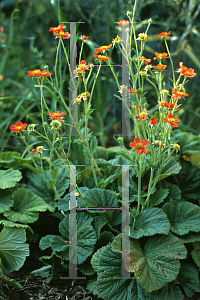 Picture of Geum coccineum 'Borisii'