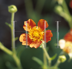 Picture of Geum coccineum 'Borisii'