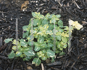 Picture of Lamium maculatum 'Anne Greenaway'