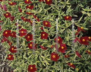 Picture of Helianthemum  'Razzle Dazzle'