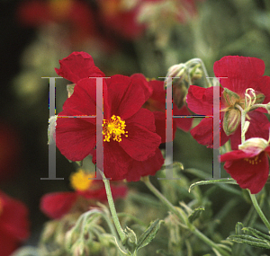 Picture of Helianthemum  'Razzle Dazzle'