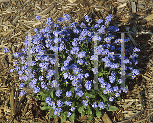 Picture of Myosotis sylvatica 'Bobo Blue'