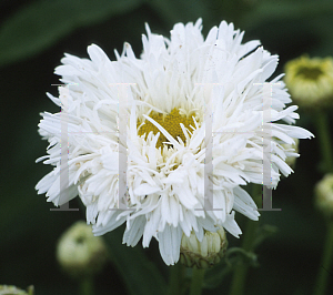 Picture of Leucanthemum x superbum 'Crazy Daisy'