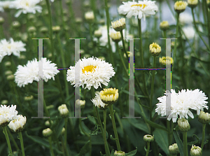 Picture of Leucanthemum x superbum 'Crazy Daisy'