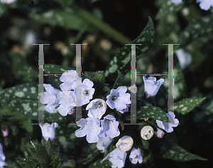 Picture of Pulmonaria x 'Opal'