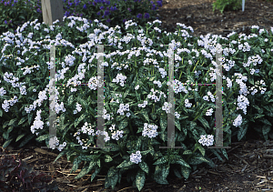 Picture of Pulmonaria x 'Opal'