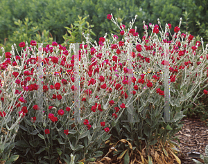 Picture of Lychnis coronaria 'Gardener's World'