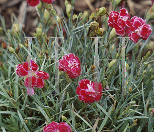 Picture of Dianthus  'Rosish One'