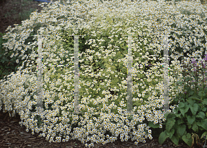 Picture of Tanacetum niveum 'Jackpot'