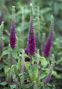 Picture of Teucrium hyrcanicum 